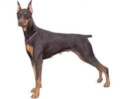 Tipos de Doberman