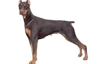 Tipos de Doberman
