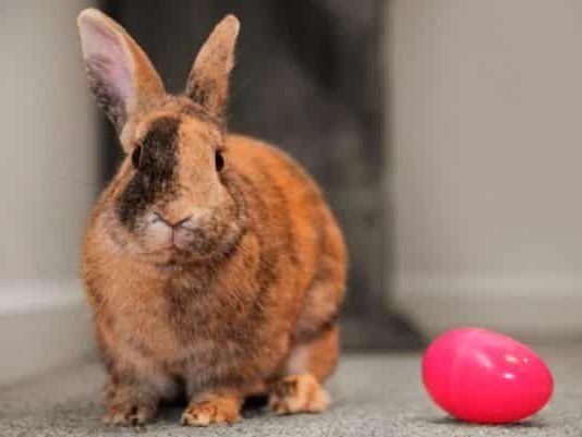 conejos para niños