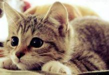 a qué edad llegan los gatos