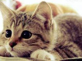 a qué edad llegan los gatos