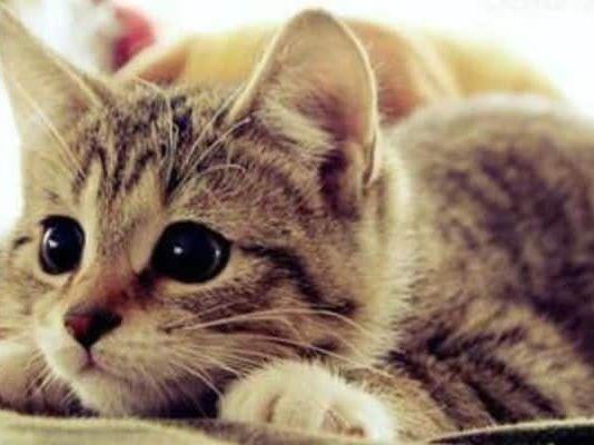 a qué edad llegan los gatos