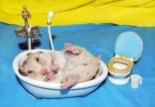 bañar a un hámster