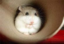 como hacer juguetes para hámsters