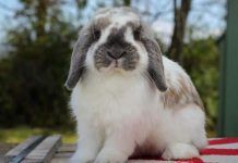 conejos Holland Lop