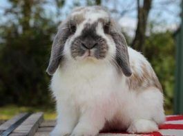 conejos Holland Lop