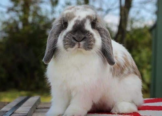 conejos Holland Lop