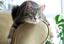 cómo evitar que los gatos arañen el sofá