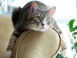 cómo evitar que los gatos arañen el sofá