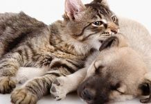 cómo hacer que perros y gatos se lleven bien