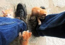 gatos que atacan a sus dueños