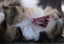 heridas en gatos que no cicatrizan