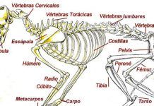 los gatos tienen más huesos que los humanos