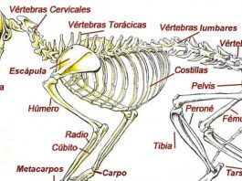 los gatos tienen más huesos que los humanos