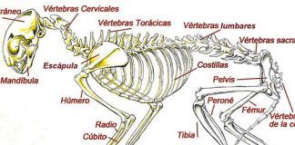 los gatos tienen más huesos que los humanos