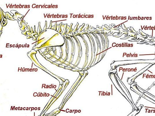 los gatos tienen más huesos que los humanos