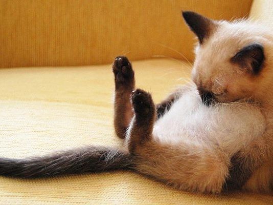 para que son buenos los gatos
