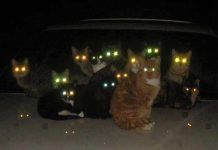 porque brillan los ojos de los gatos