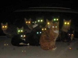 porque brillan los ojos de los gatos