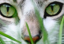 que debo saber sobre los gatos