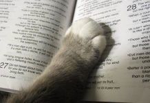que dice la biblia de los gatos