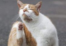 que es bueno para la sarna de los gatos