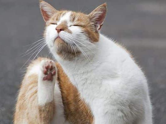 que es bueno para la sarna de los gatos