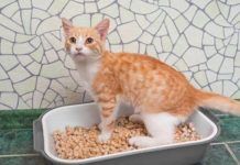 que hacer para que los gatos no se orinen