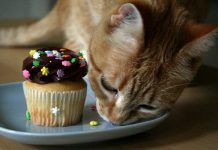 Los 13 Alimentos Que Pueden Ocasionarle Daño a Tu Gato, Y Que Debes Evitarlos a Toda Costa. que les hace daño a los gatos