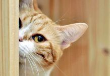 que pueden hacer los gatos