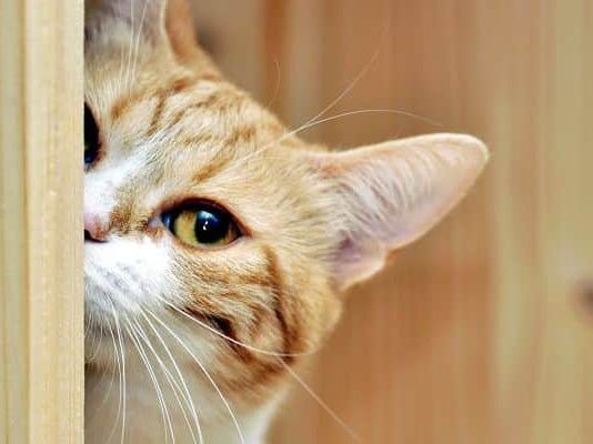 que pueden hacer los gatos