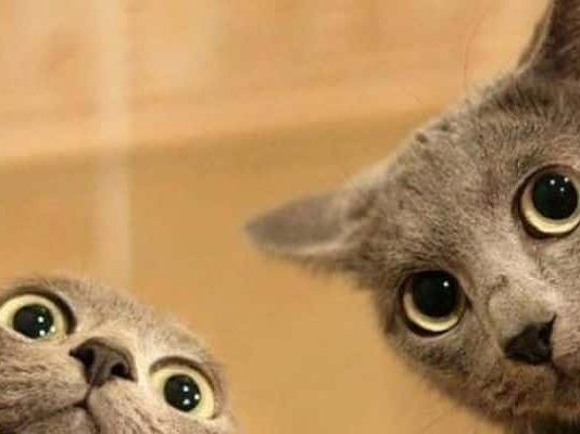 que raza son los gatos grises