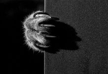 que representan los gatos