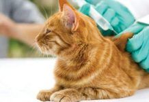 que virus tienen los gatos