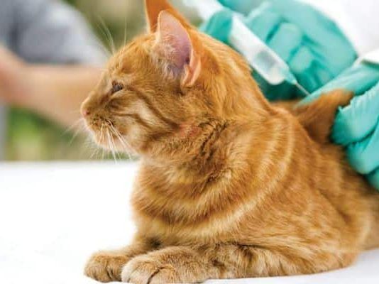 que virus tienen los gatos