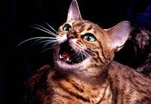 sonidos que emiten los gatos