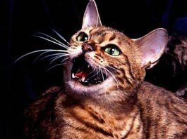 sonidos que emiten los gatos