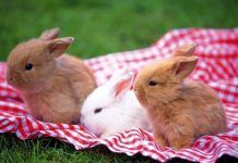 Cuidados De Los Conejos Enanos. Como debe cuidarse un conejo enano! cuidados de los conejos enanos