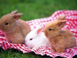 cuidados de los conejos enanos