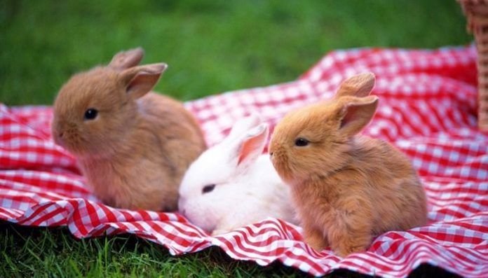 cuidados de los conejos enanos