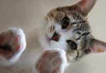 Los 4 Beneficios Del Aceite De Oliva Para La Salud De Tu Gato aceite de oliva en gatos