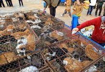La Lucha Contra El Comercio Ilegal De Gatos En China: Una Realidad Que Nos Afecta a Todos. comercio ilegal de gatos en China