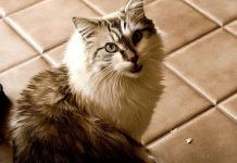 Como Reconocer Que Nuestro Gato Tiene La Creatinina Alta: Síntomas y Tratamientos creatinina en gatos