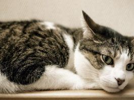 dolor de oídos en gatos