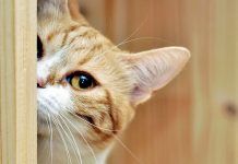 A Que Se Debe El Mal Olor En gatos. Te Decimos Como Combatirlo mal olor en gatos