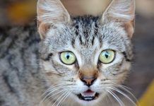 Todo Lo Que Se Debe Saber Acerca De La Obstrucción De Uretra En Gatos obstrucción de uretra en gatos
