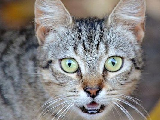 obstrucción de uretra en gatos