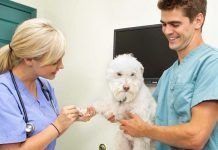odontología en perros y gatos