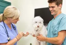 odontología en perros y gatos