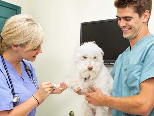 odontología en perros y gatos